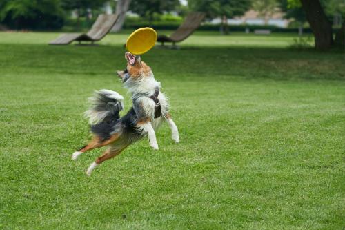 Crafting Awesome Dog Chase Toys with Cardboard Boxes